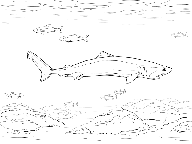 Desenho de Aligátor para colorir