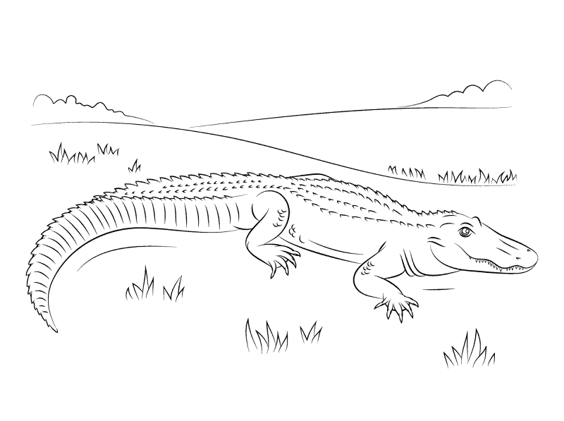 Desenho de Aligátor para colorir