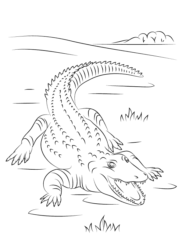 Desenho de Aligátor para colorir