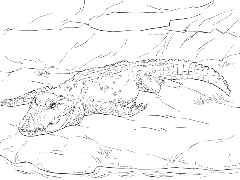 Desenho de Aligátor para colorir