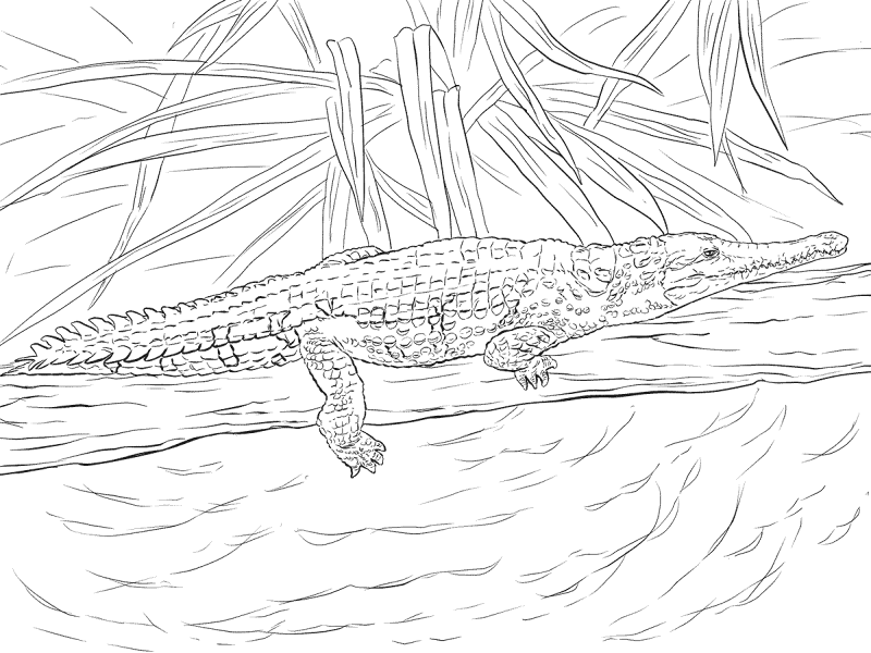 Desenho de Aligátor para colorir