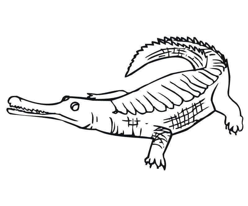 Desenho de Aligátor para colorir