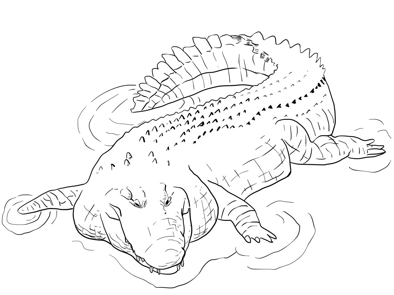Desenho de Aligátor para colorir