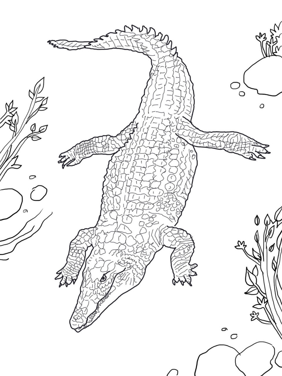 Desenho de Aligátor para colorir