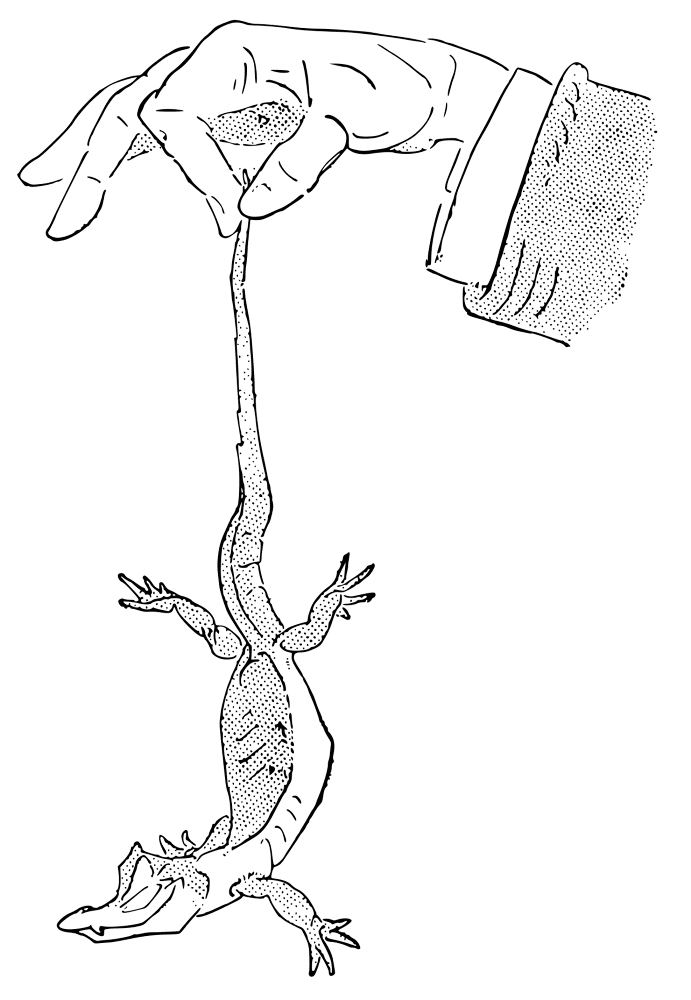 Desenho de Aligátor para colorir