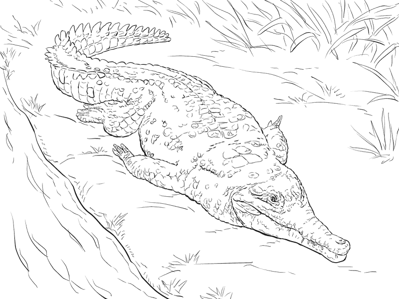 Desenho de Aligátor para colorir