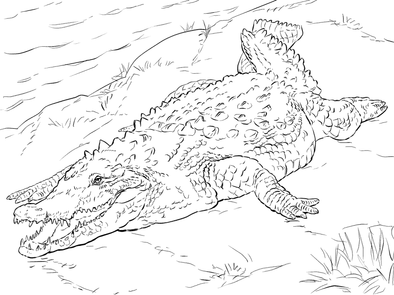 Desenho de Aligátor para colorir