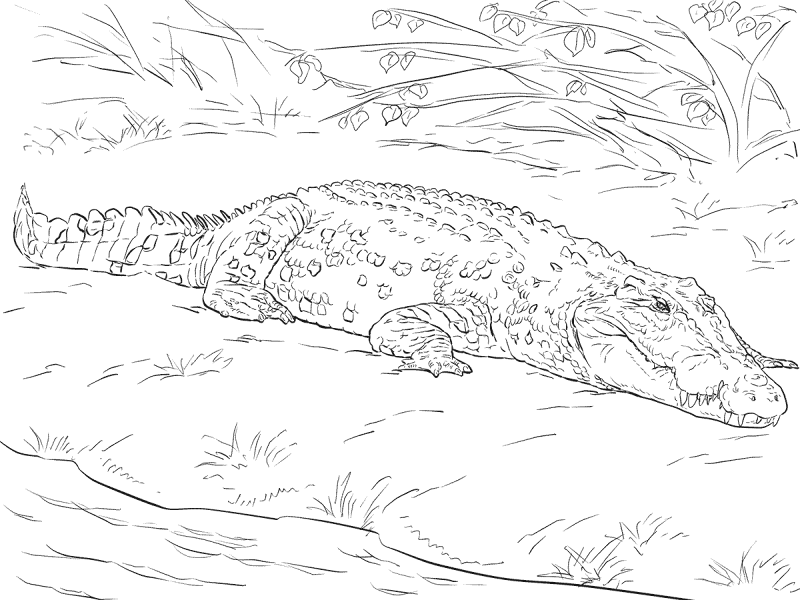 Desenho de Aligátor para colorir
