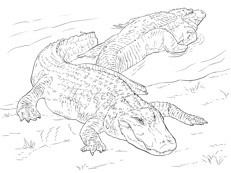 Desenho de Aligátor para colorir