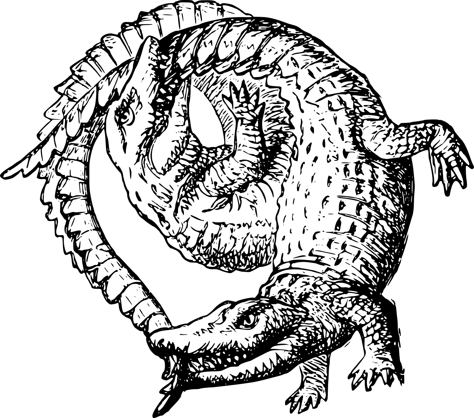 Desenho de Aligátor para colorir