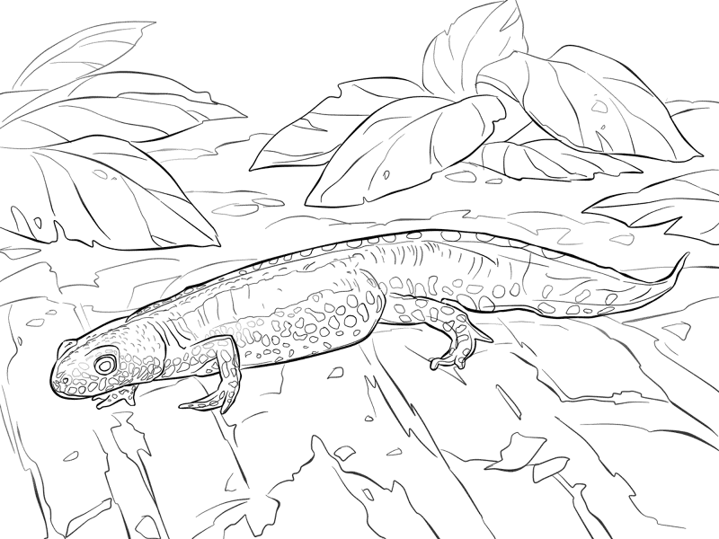 Desenho de Anfíbios para colorir e imprimir: número 2