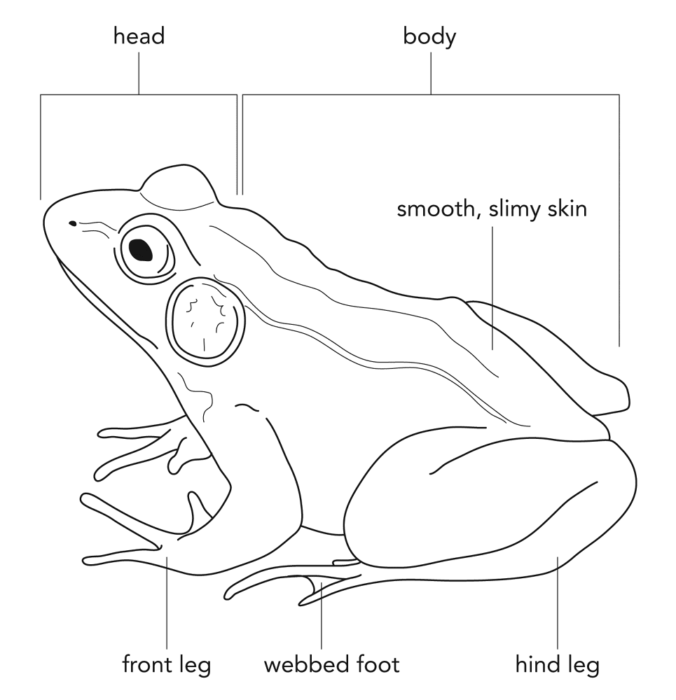 Desenho de Anfíbios para colorir e imprimir: número 3