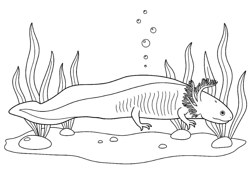 Desenho de Anfíbios para colorir e imprimir: número 9