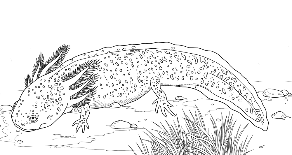 Desenho de Anfíbios para colorir e imprimir: número 10