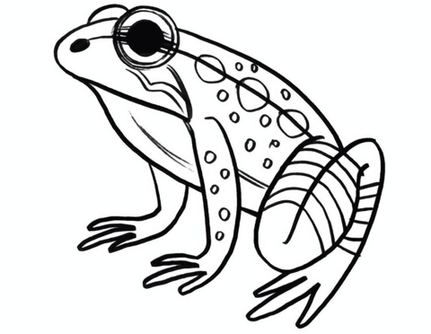 Desenho de Anfíbios para colorir e imprimir: número 13