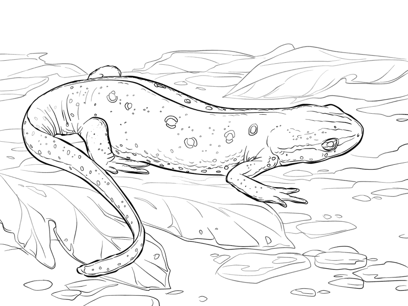 Desenho de Anfíbios para colorir e imprimir: número 17