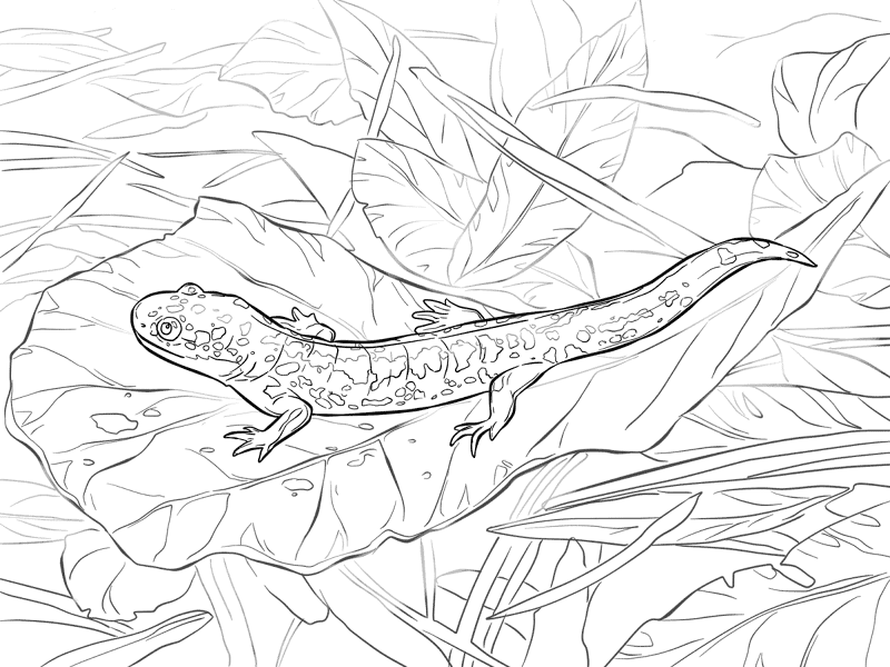 Desenho de Anfíbios para colorir e imprimir: número 18