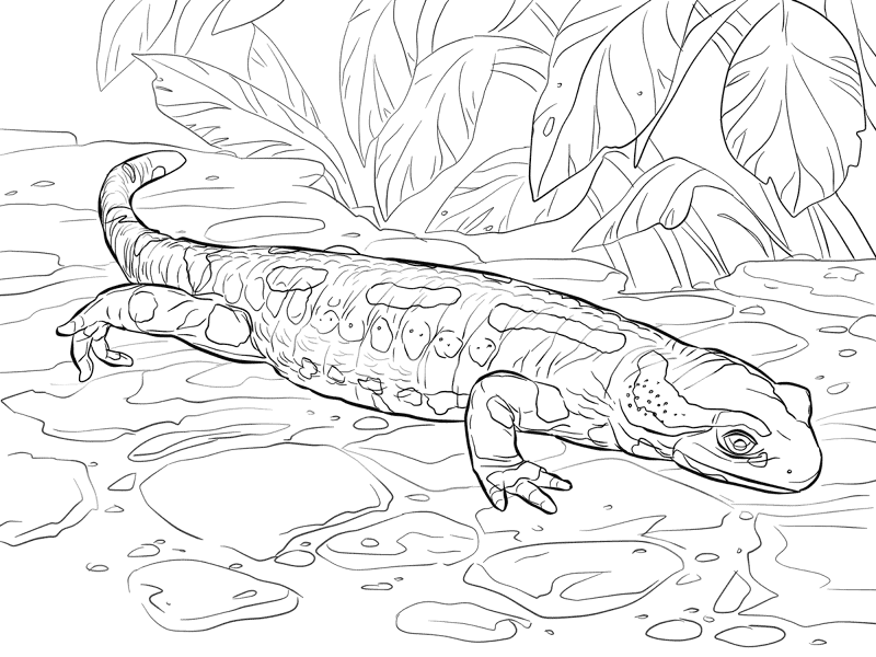 Desenho de Anfíbios para colorir e imprimir: número 19