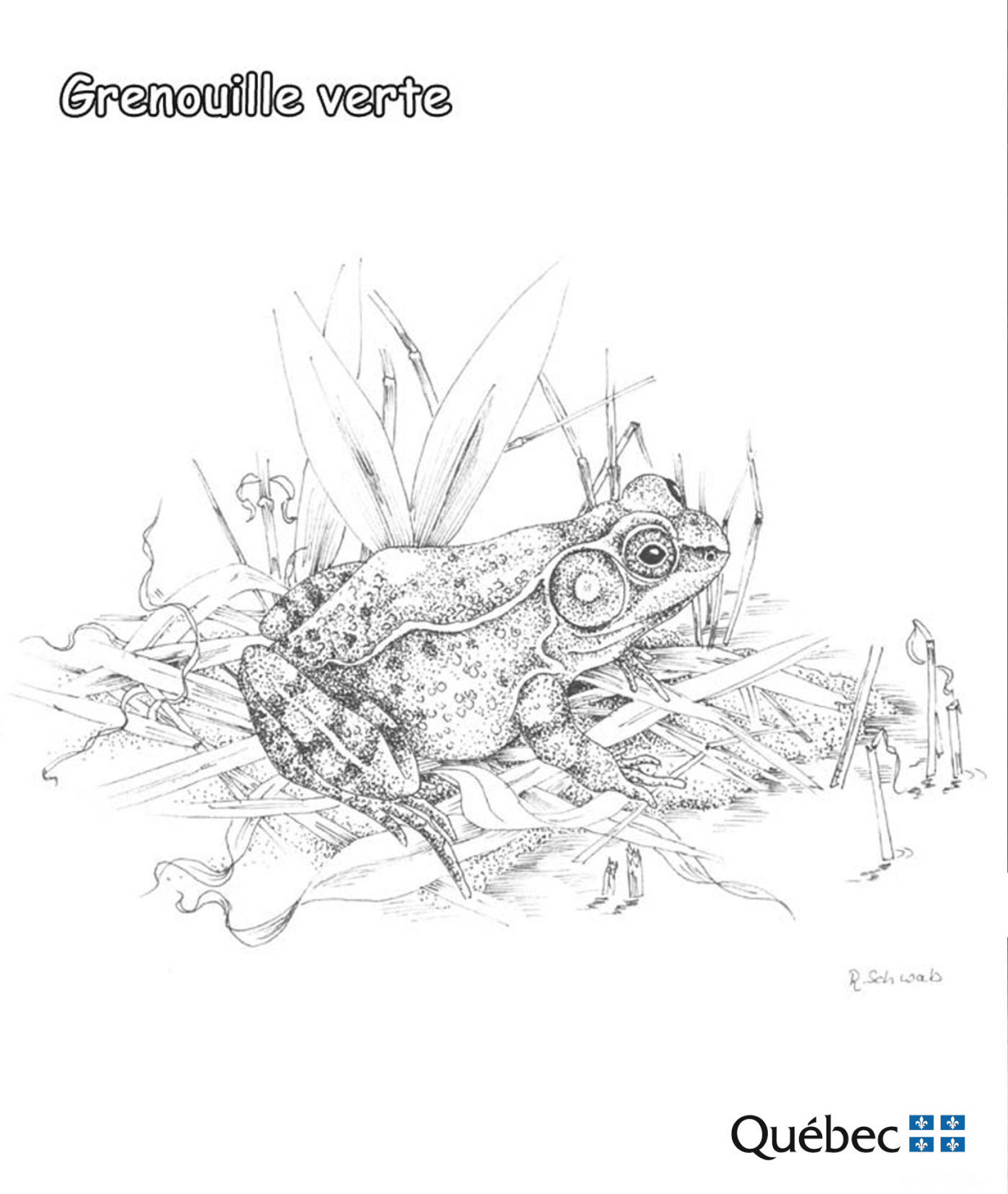 Desenho de Anfíbios para colorir e imprimir: número 21