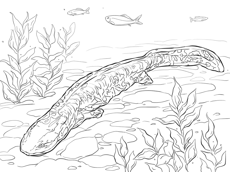 Desenho de Anfíbios para colorir e imprimir: número 22