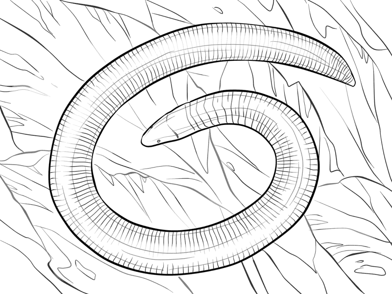 Desenho de Anfíbios para colorir e imprimir: número 26