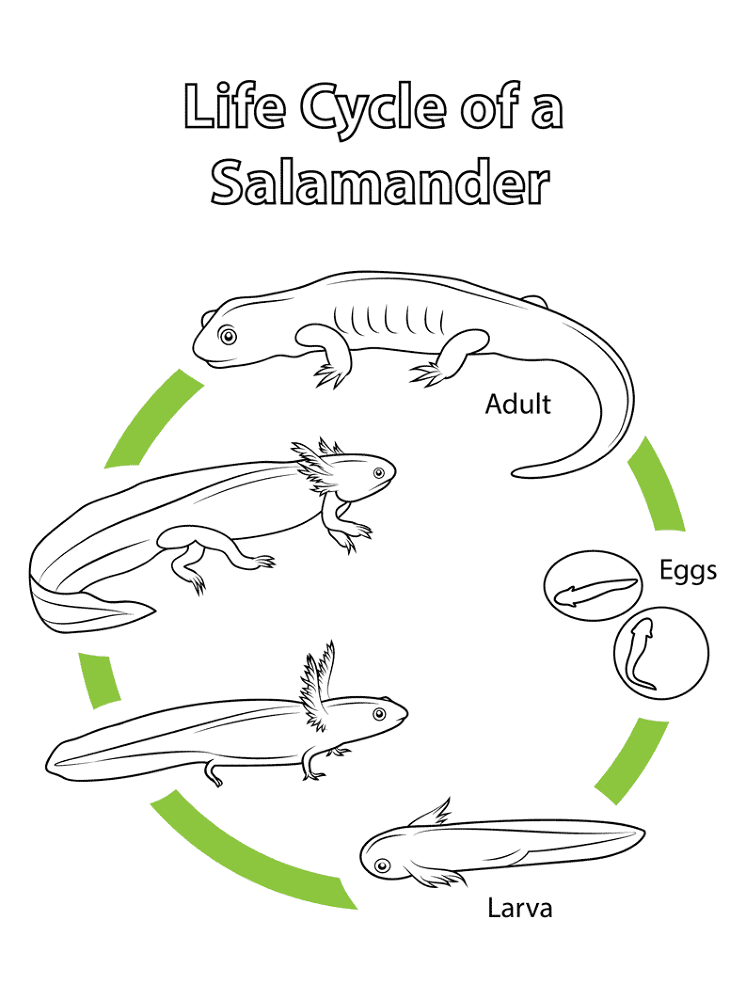 Desenho de Anfíbios para colorir e imprimir: número 28