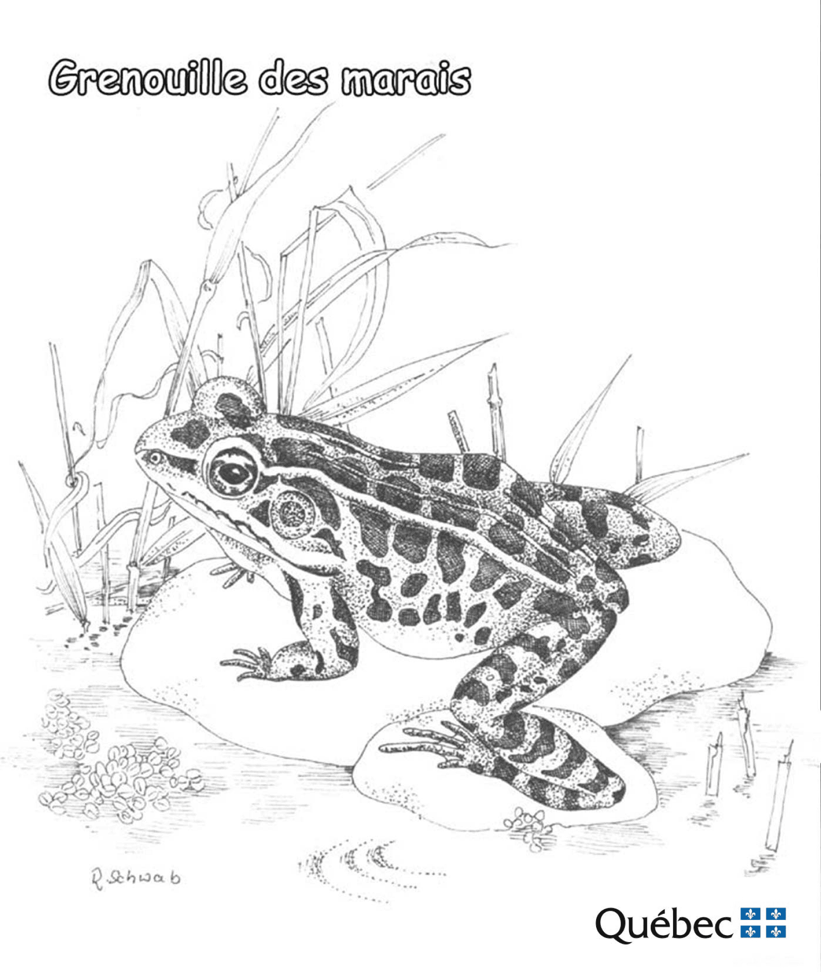 Desenho de Anfíbios para colorir e imprimir: número 29