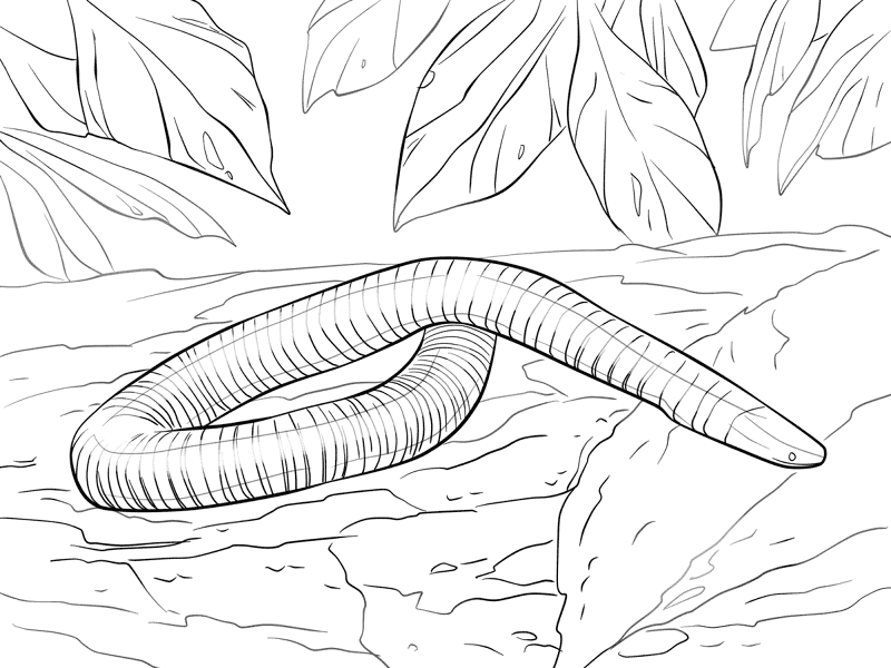 Desenho de Anfíbios para colorir e imprimir: número 30