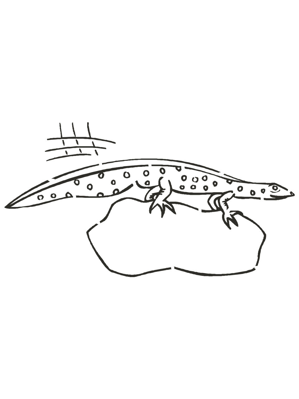 Desenho de Anfíbios para colorir e imprimir: número 31