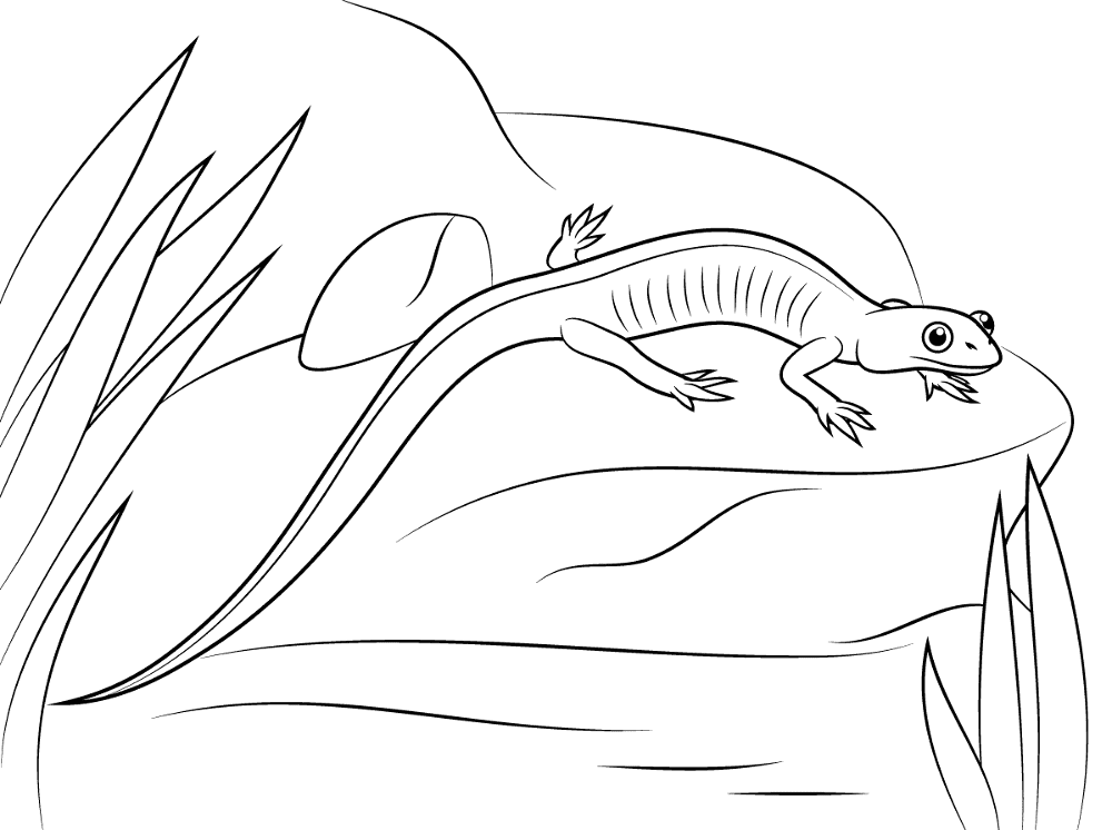 Desenho de Anfíbios para colorir e imprimir: número 32