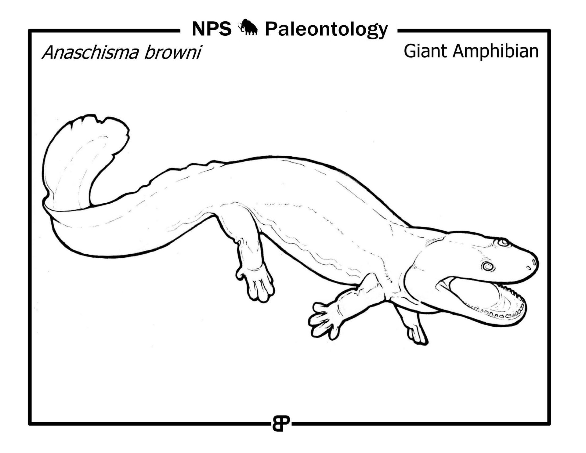 Desenho de Anfíbios para colorir e imprimir: número 33