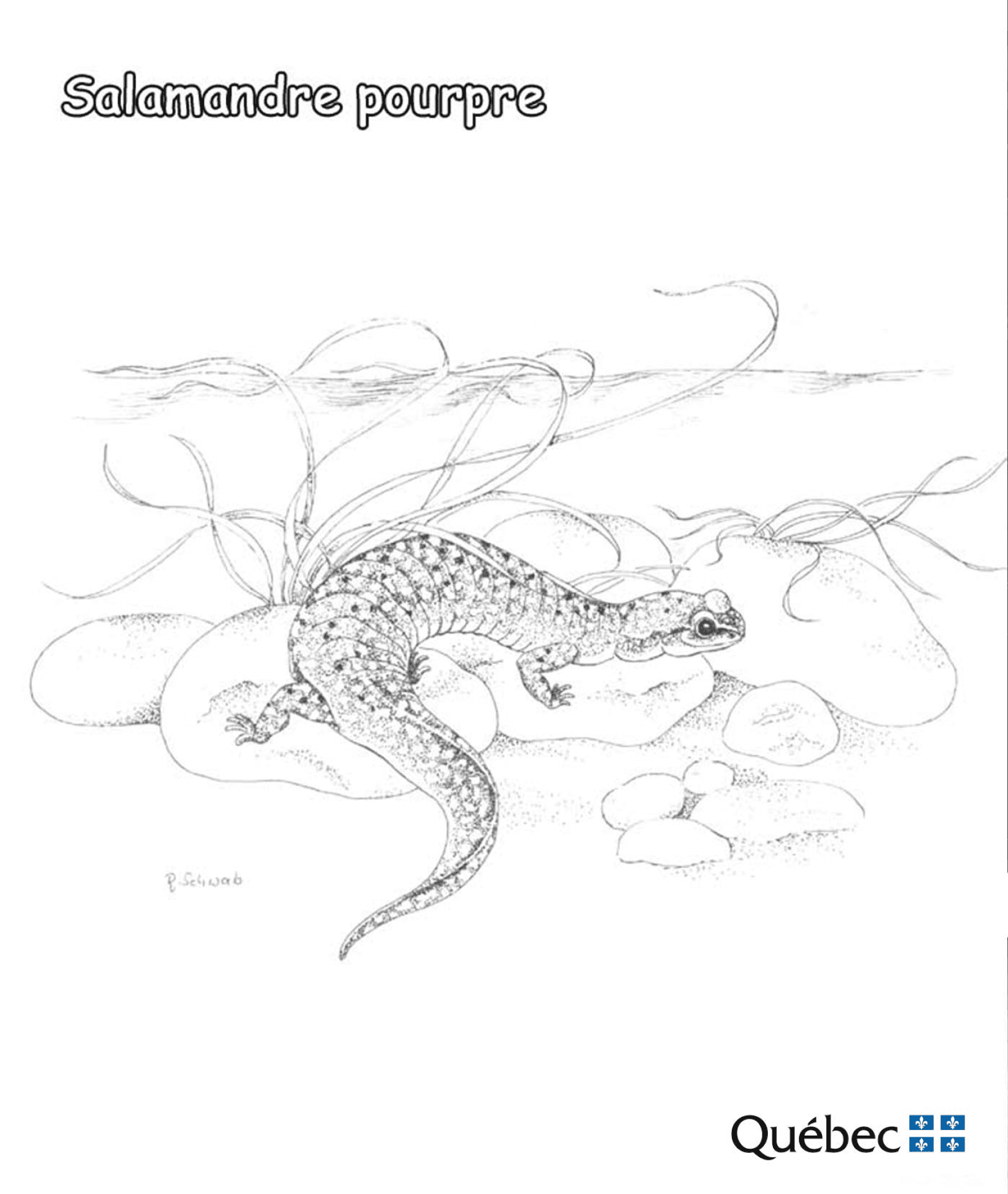 Desenho de Anfíbios para colorir e imprimir: número 34