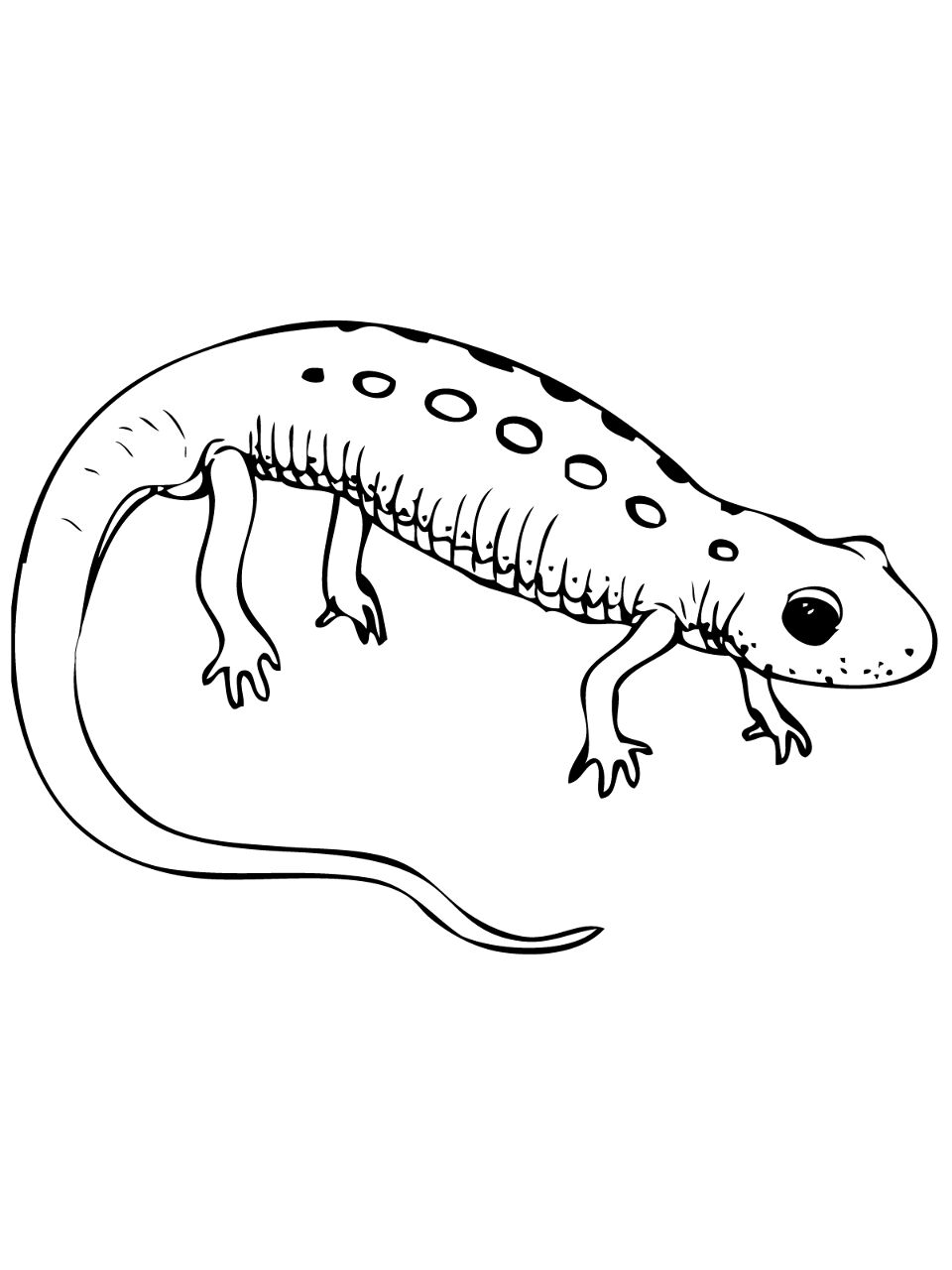 Desenho de Anfíbios para colorir e imprimir: número 35