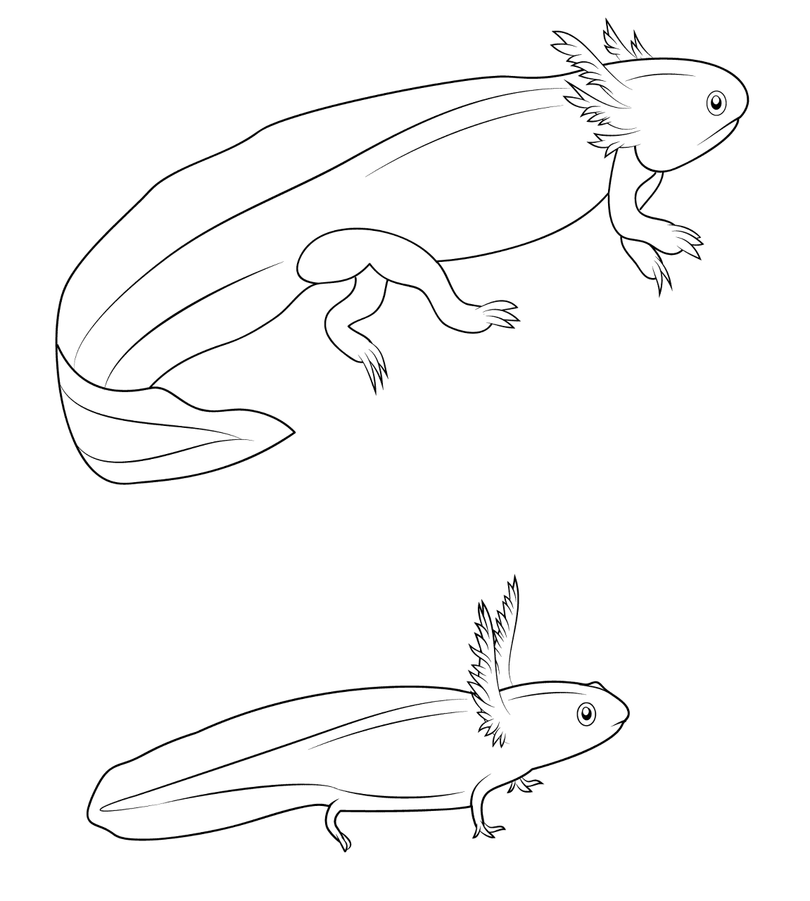 Desenho de Anfíbios para colorir e imprimir: número 37