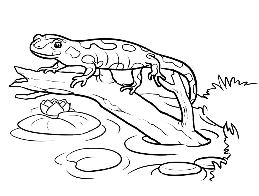 Desenho de Anfíbios para colorir e imprimir: número 38