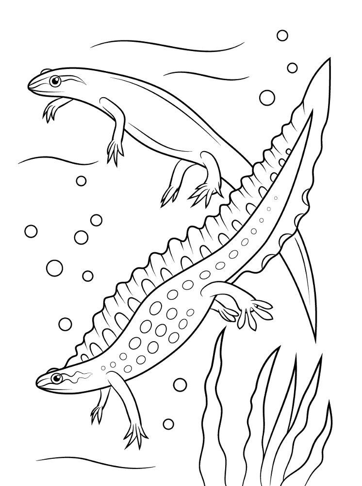 Desenho de Anfíbios para colorir e imprimir: número 39