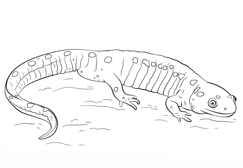 Desenho de Anfíbios para colorir e imprimir: número 40
