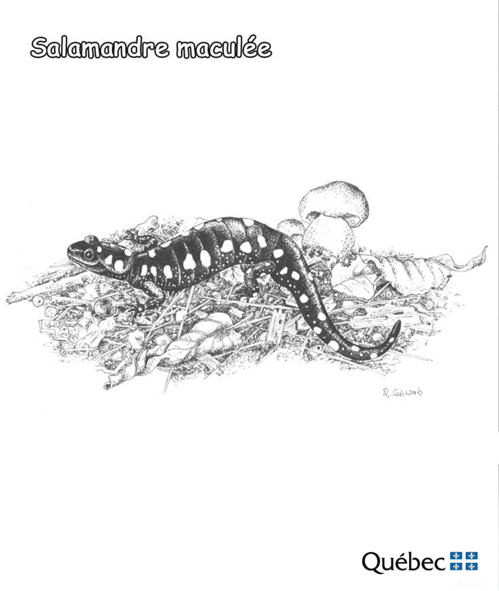 Desenho de Anfíbios para colorir e imprimir: número 41