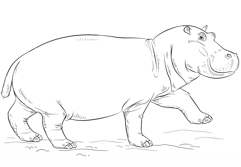 Desenho de Animais Africanos para colorir e imprimir: número 1