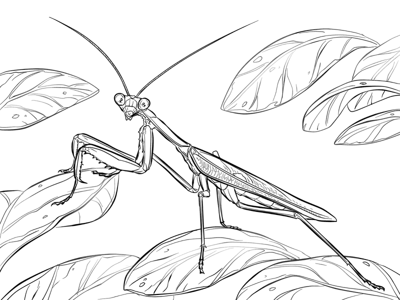 Desenho de Animais Africanos para colorir e imprimir: número 5