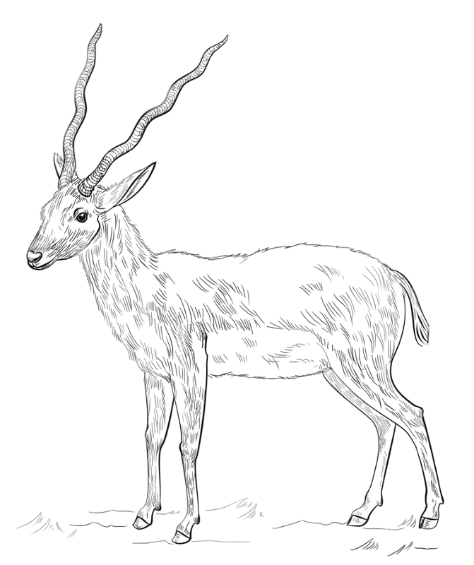 Desenho de Animais Africanos para colorir e imprimir: número 9