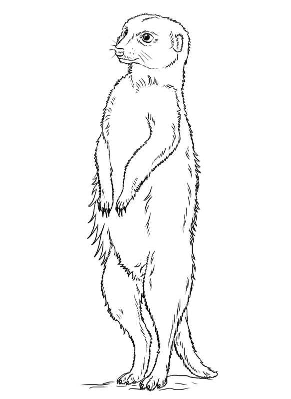 Desenho de Animais Africanos para colorir e imprimir: número 24