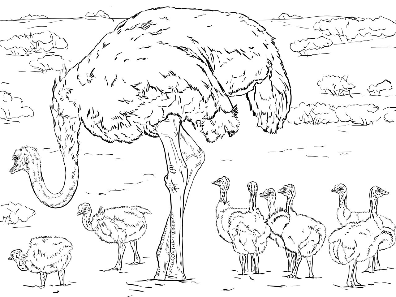 Desenho de Animais Africanos para colorir e imprimir: número 27