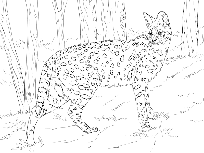 Desenho de Animais Africanos para colorir e imprimir: número 29