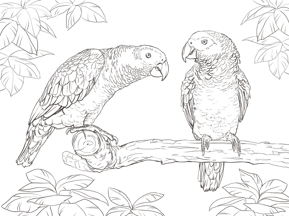 Desenho de Animais Africanos para colorir e imprimir: número 31