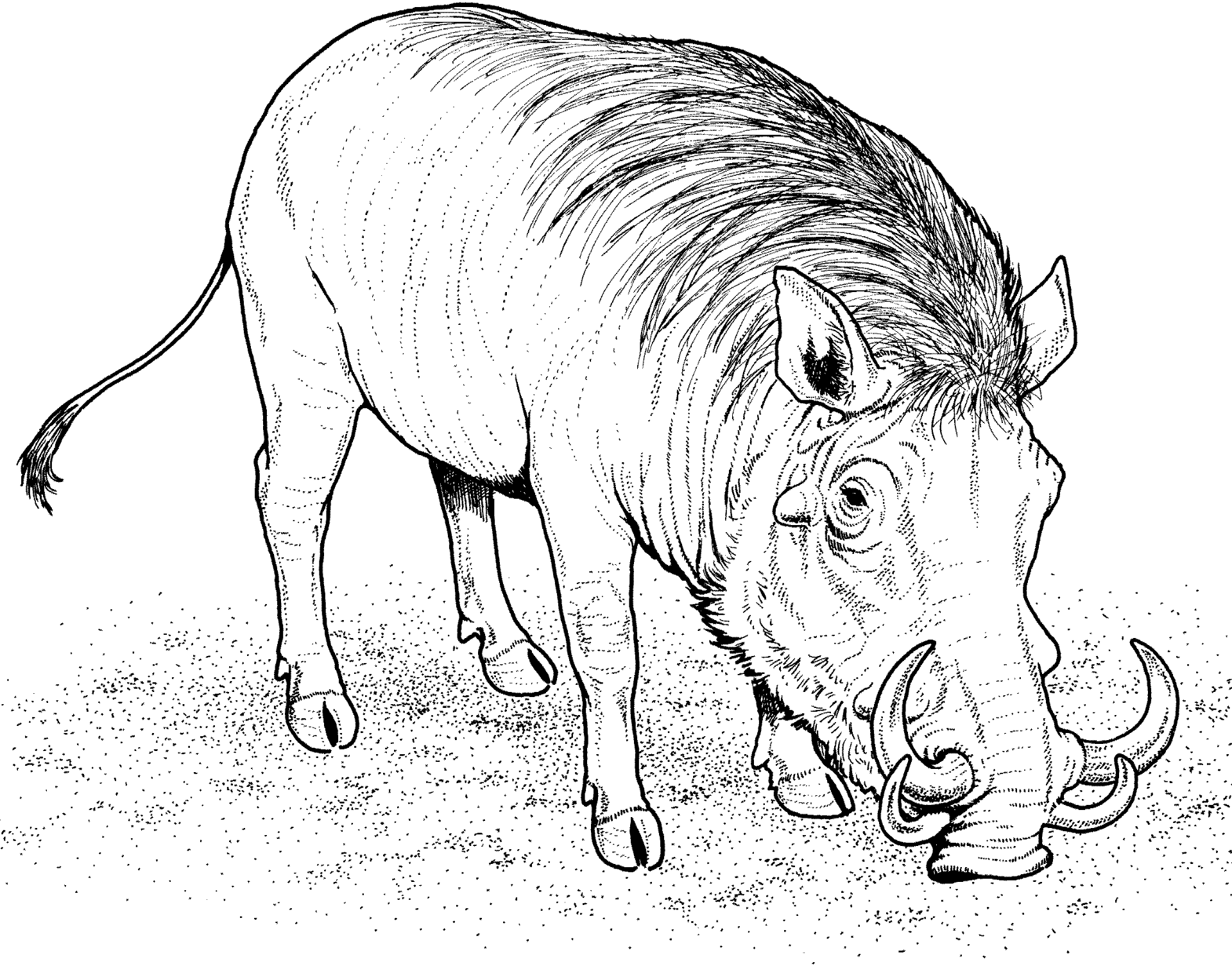 Desenho de Animais Africanos para colorir e imprimir: número 33