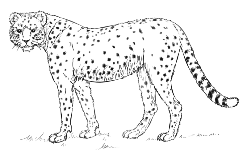 Desenho de Animais Ameaçados para colorir e imprimir: número 8