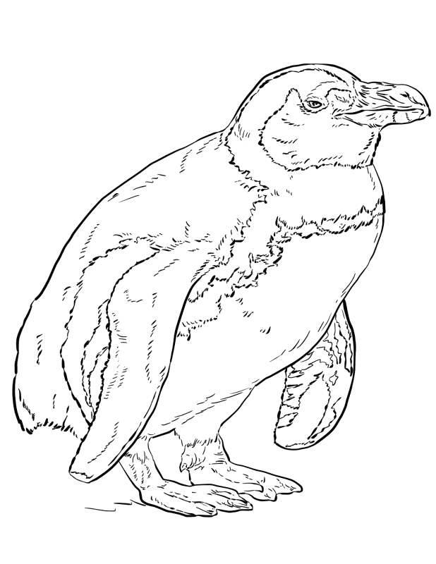 Desenho de Animais Ameaçados para colorir e imprimir: número 12