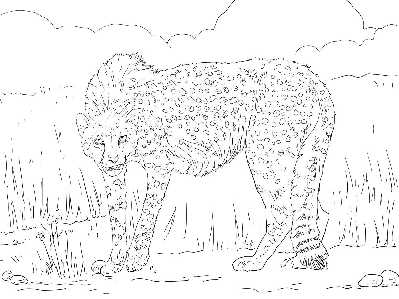 Desenho de Animais Ameaçados para colorir e imprimir: número 15