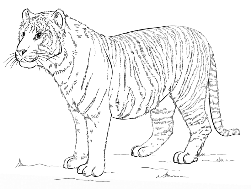 Desenho de Animais Ameaçados para colorir e imprimir: número 16